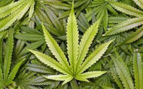 大麻合法化再下一城？密西根州11月全民公投